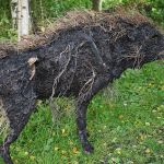 Ephemeral Peat Boar